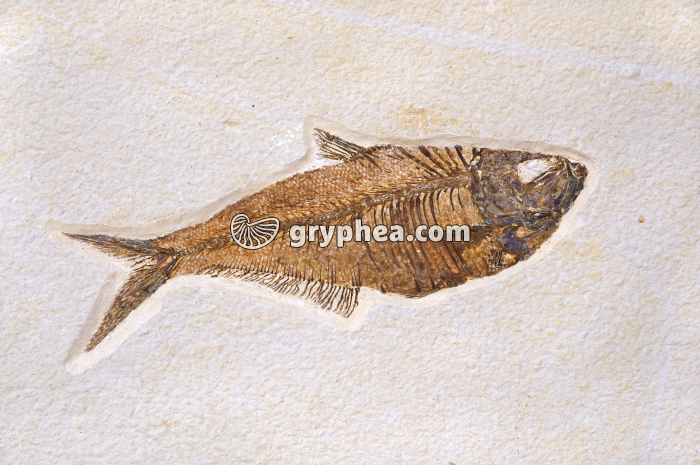 Poisson fossile (non déterminé, Hakel, Liban) - gryphea.org